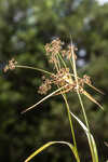 Georgia bulrush